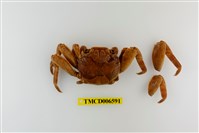 藏品(白紋方蟹)的圖片